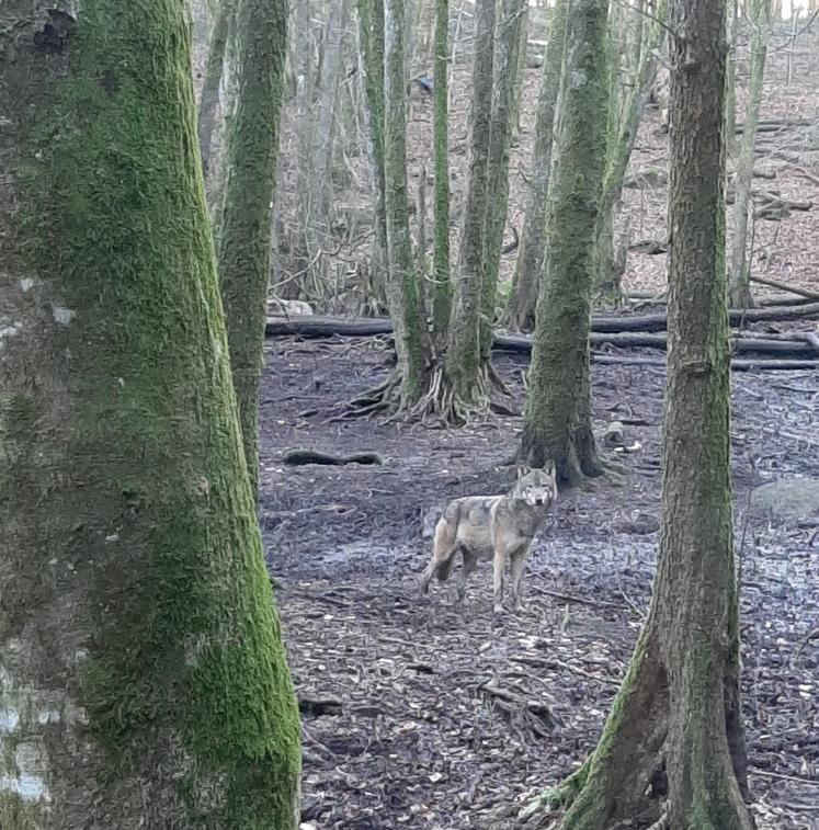 loup chasse Suède