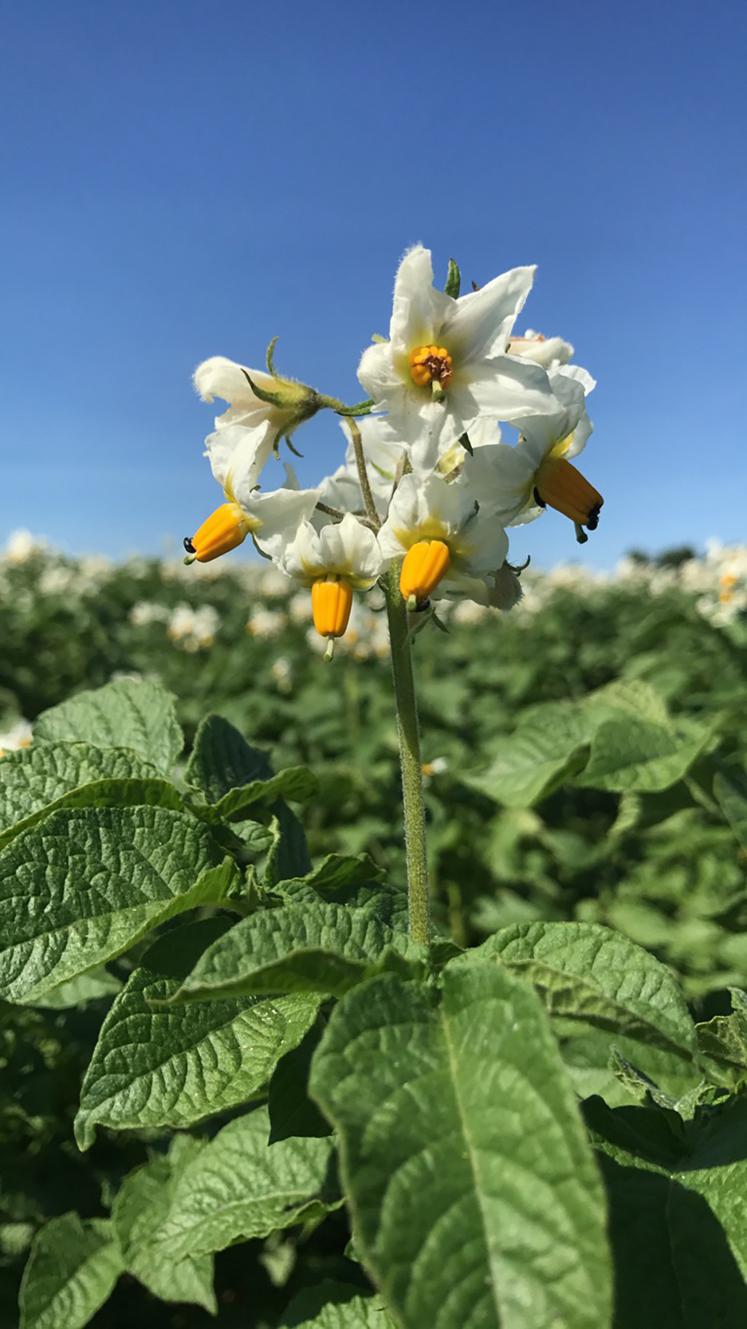 Si le plant français reste prisé, y compris à l’export, c’est parce qu’il continue  de bénéficier d’une image positive en raison de la maîtrise sanitaire du territoire. 