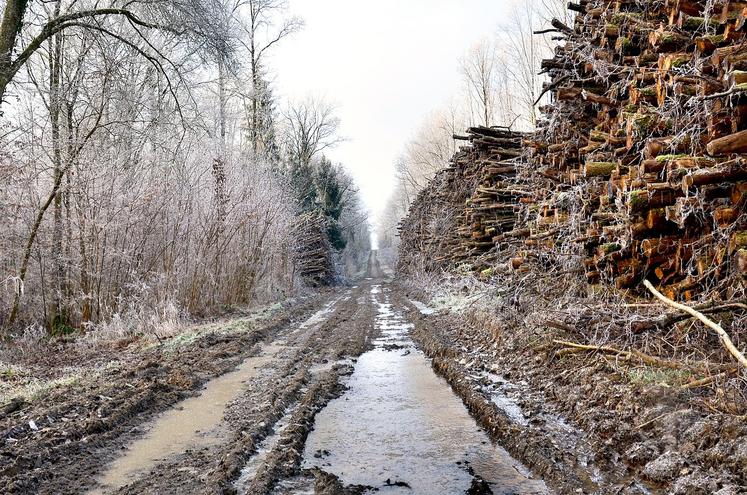 vols de bois Transylvanie