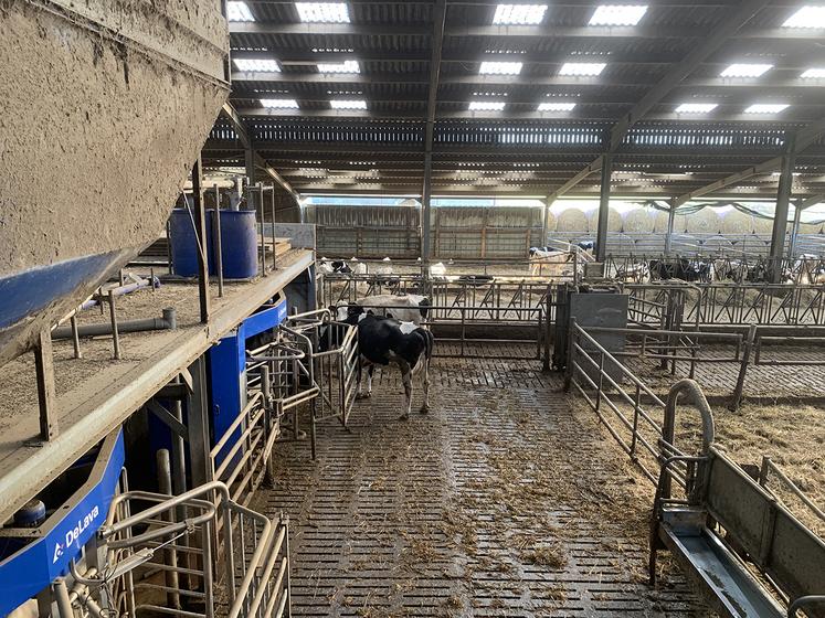 Un robot de traite offrirait un gain de temps de douze heures par vache et par an, par rapport à une salle de traite. 