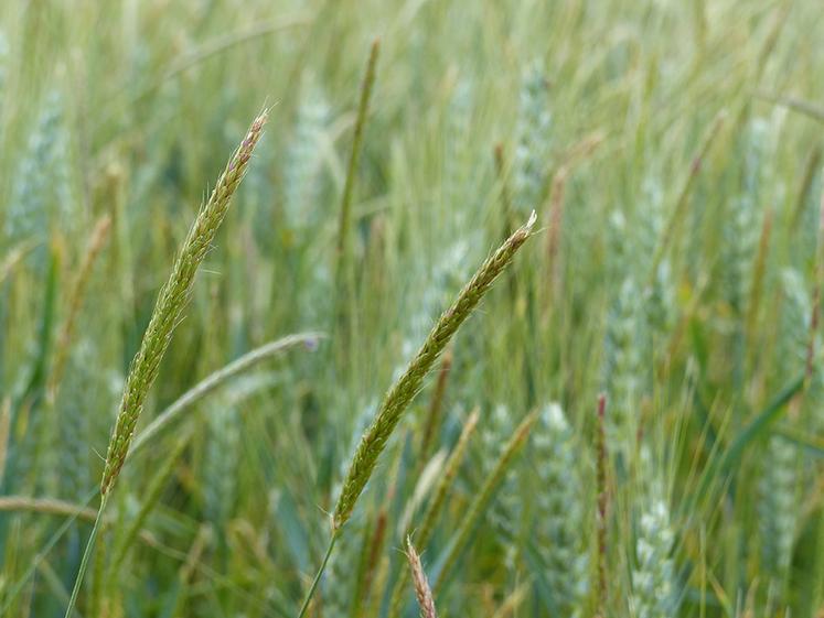 La gestion de la pression vulpin et ray-grass repose sur la combinaison de multiples leviers. 