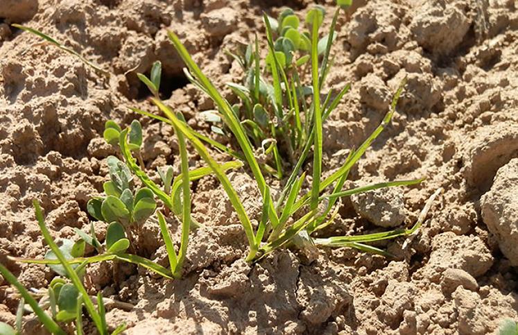 La nouvelle solution Colzamid cible les graminées et certaines dicotylédones.