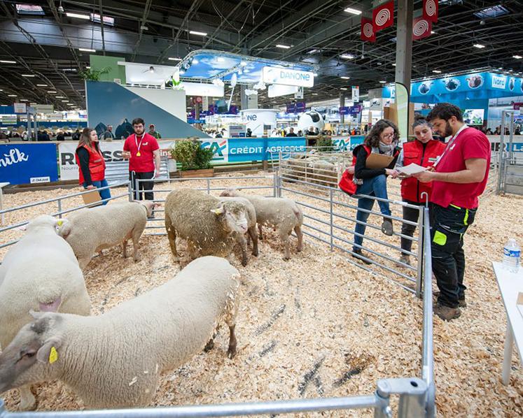 Pour être les meilleurs jeunes bergers des Hauts-de-France, les candidats devront réussir avec brio les épreuves théoriques  et pratiques, inspirées des gestes quotidiens de l’éleveur. 