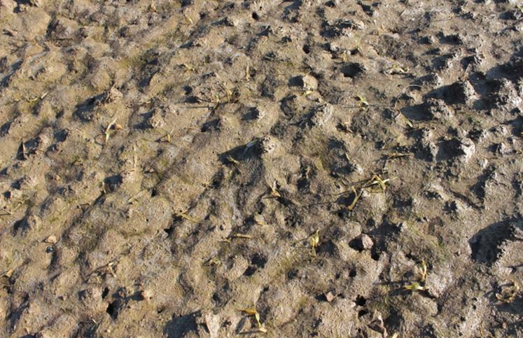 On constate des mouillères localisées, et même des parcelles entières qui végètent ou dépérissent. 