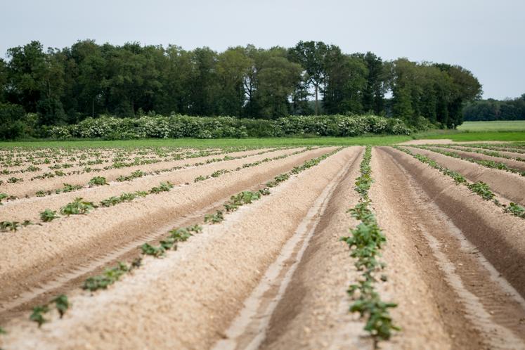 pommes de terre UNPT