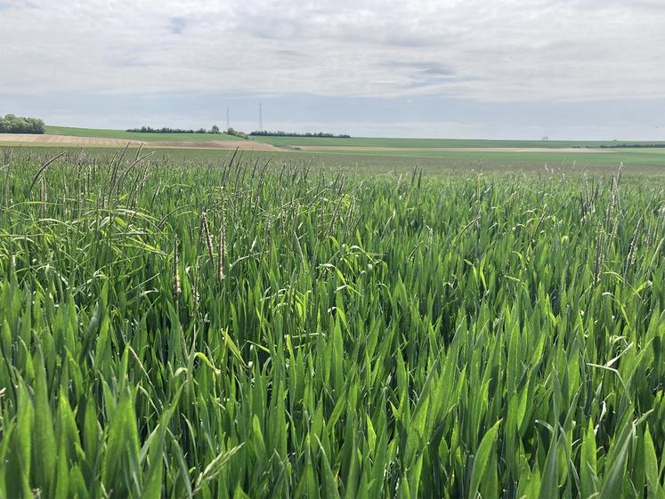 La gestion des graminées sur blé repose aujourd’hui principalement sur des stratégies automnes.