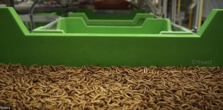 redressement judiciaire Ynsect