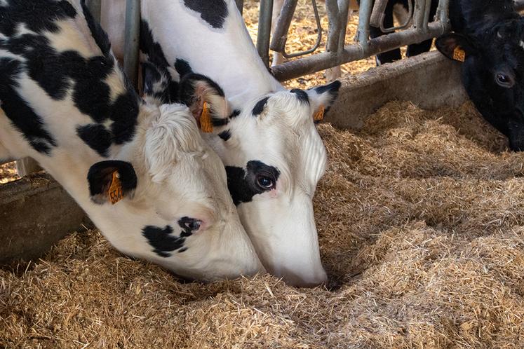 «La paille broyée et bien mélangée dans la ration est un gros plus. Avant, la paille était dans un râtelier, les vaches n’en mangeaient pas assez», explique Kévin Boulnois. 