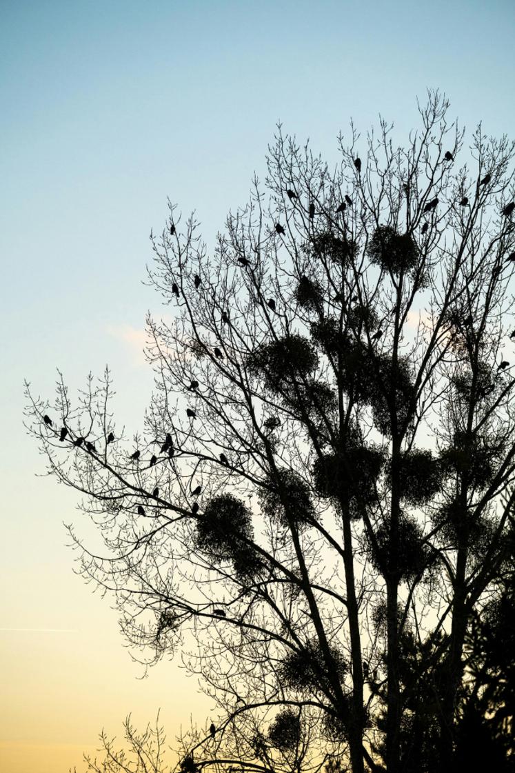 Les dégâts d’oiseaux sont un enjeu à plusieurs dizaines de millions d’euros.