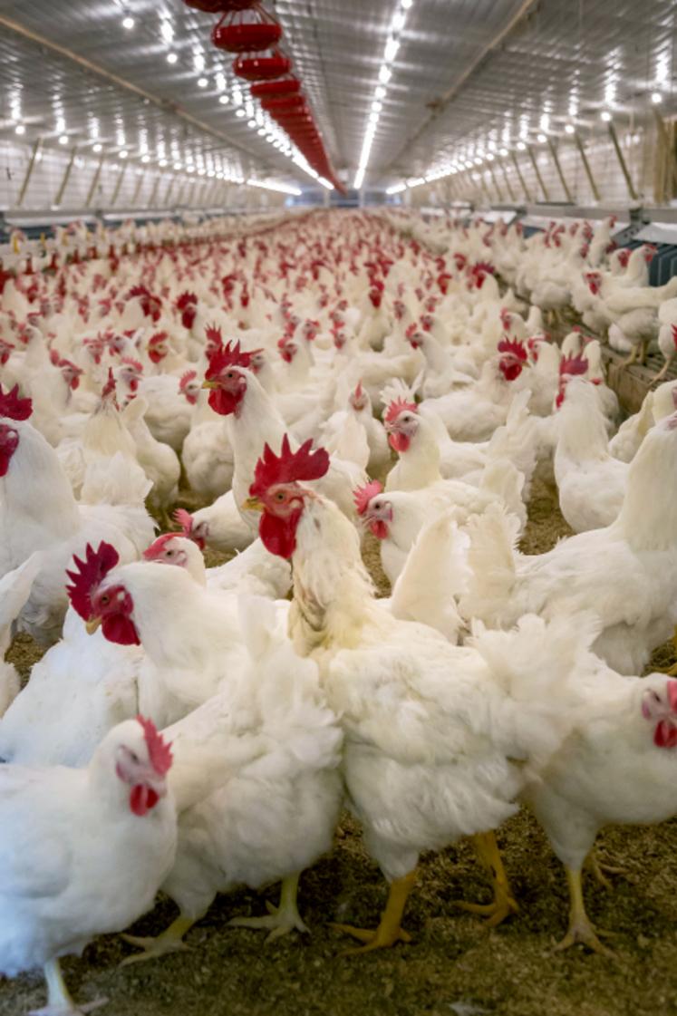 La production d’œufs et de volailles de chair français représentent un enjeu de souveraineté alimentaire. 