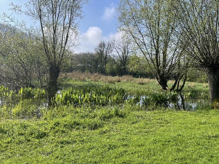 Exemple de zone humide.