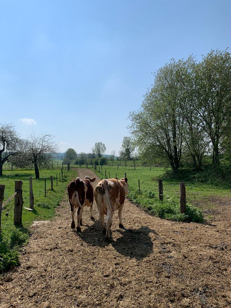 FCO 8 vaccination santé animale