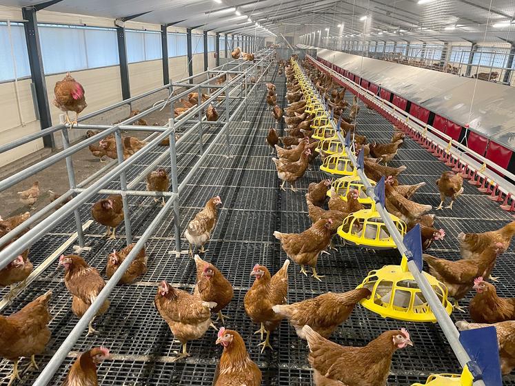 À l’échelle des Hauts-de-France, le département du Nord est celui qui compte le plus de sites d’élevages volaillers,  devant le Pas-de-Calais, la Somme, l’Aisne et l’Oise.