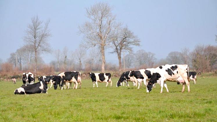 Faire consommer l’herbe résiduelle pour amorcer la pousse.