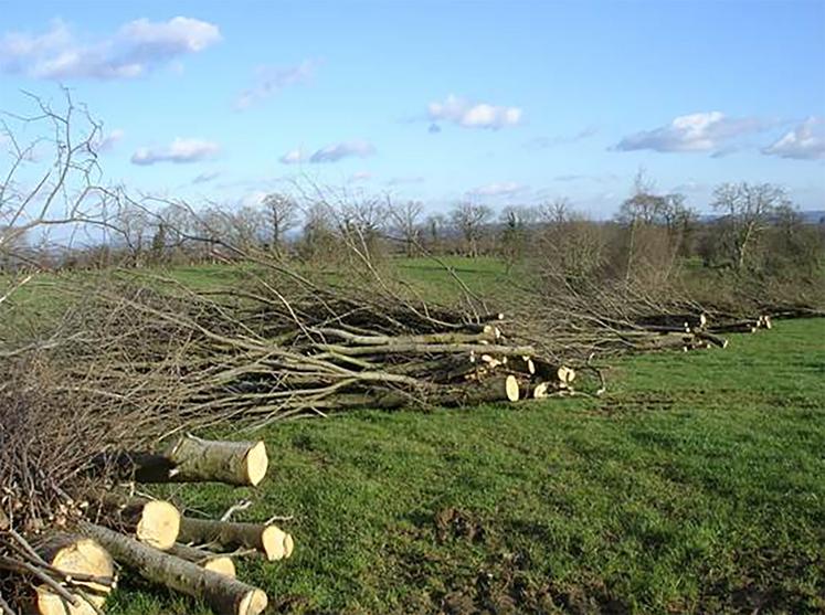 Sans hésitation, le débouché le plus courant pour le bois issu des exploitations agricoles est le «bois de chauffe».  À la Chambre d’agriculture de la Somme, on le qualifie volontiers de débouché «numéro 1». 
