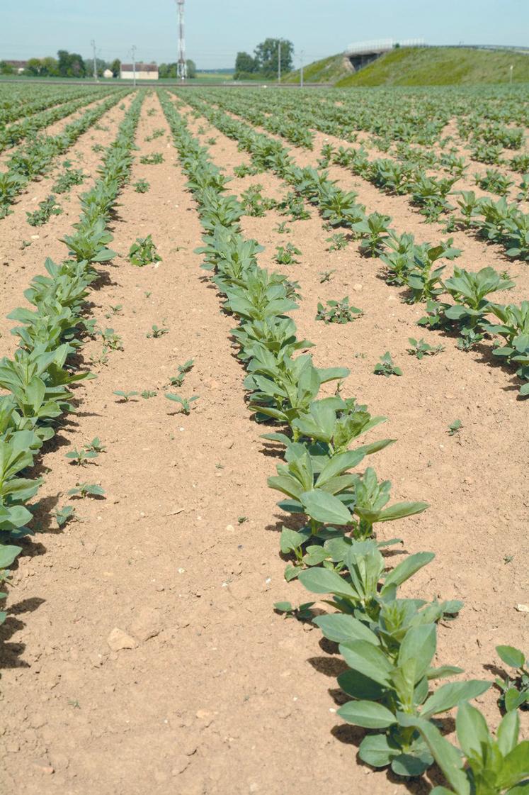 La coopérative Unéal a engagé 65 ha de féveroles de printemps,  et table sur un rendement de 2 t/ha.