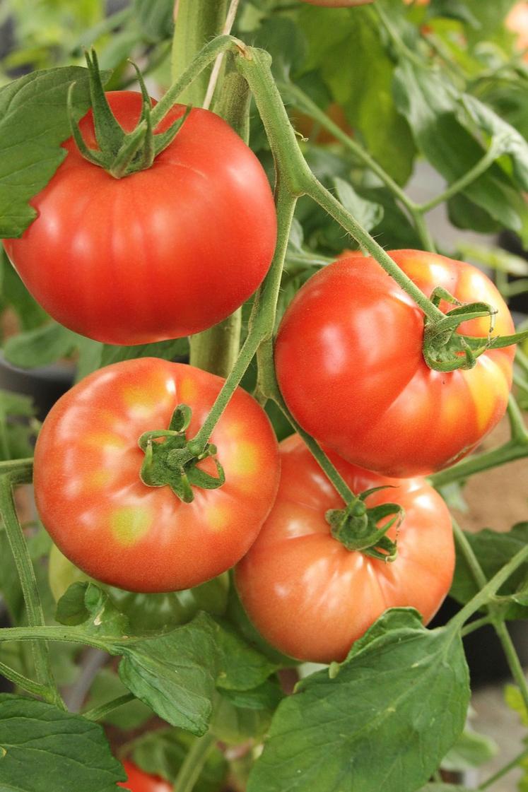 tomates Maroc