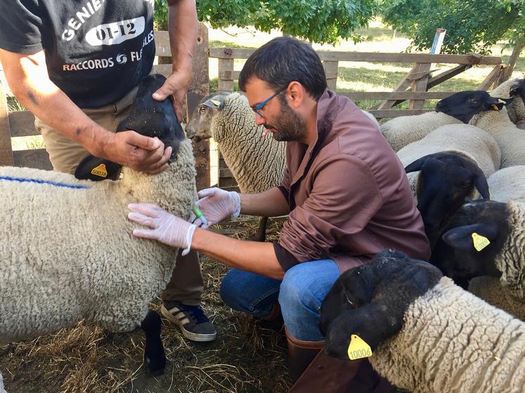 Selon le vétérinaire François Claine, le plus efficace est un schéma de primovaccination en deux doses. 