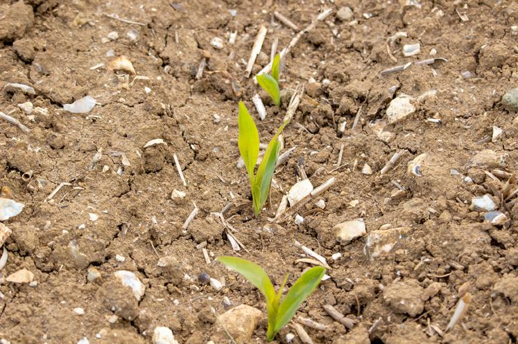 Une variété précoce implique une densité de semis un peu plus élevée pour faire face à une perte légèrement supérieure. 