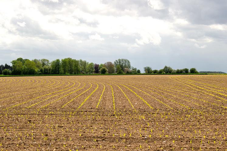 Un semis est réussi lorsque la levée est homogène et que toutes les plantes  se développent en même temps sans se concurrencer entre elles. 