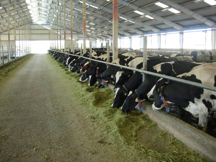 élevage laitier collecte 