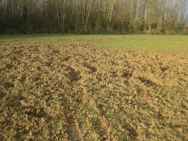 indemnisation dégâts de gibier chasse