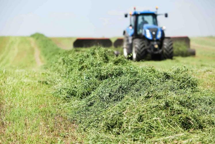 luzerne fourrages alimentation animale