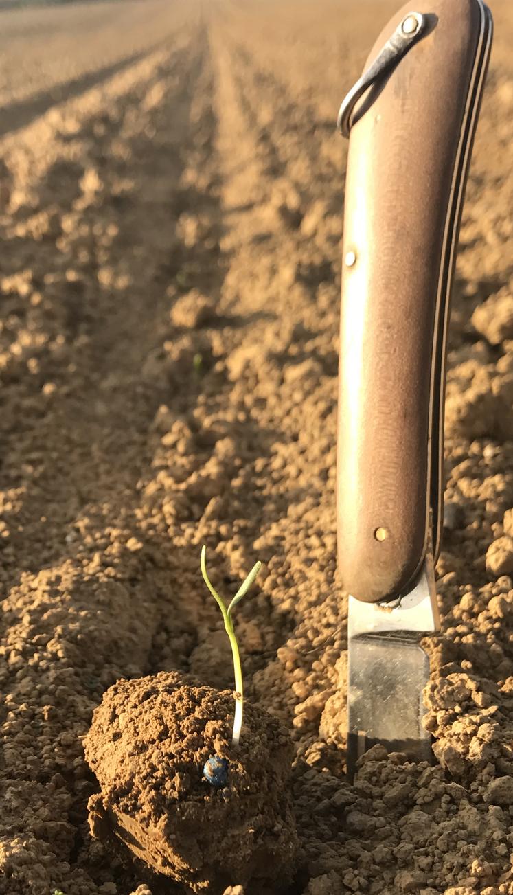 Levée betteraves sucre semis ITB