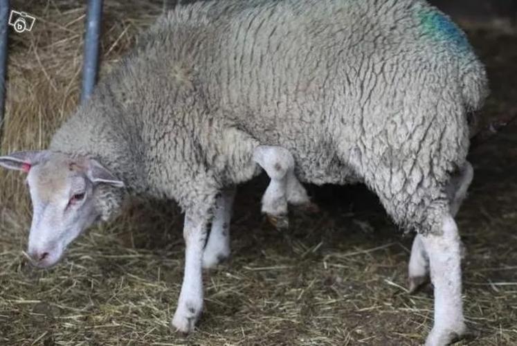 poisson d'avril moutons baie de Somme