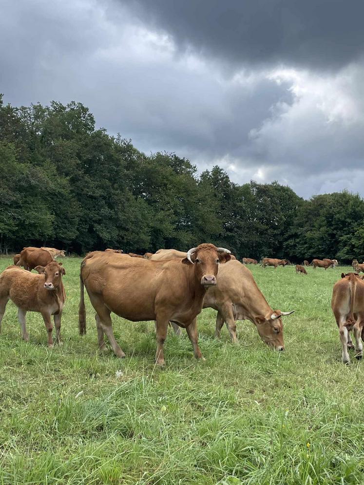 L’un des rôles de la section nord-Picardie du Herd-Book limousin est de rassembler des éleveurs passionnés pour rendre  la race limousine plus attractive. 