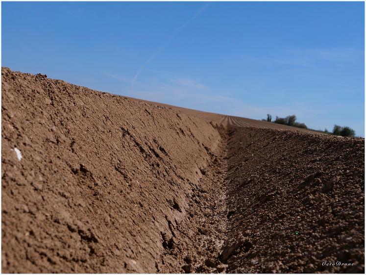 La hausse prévue des surfaces s’explique par la croissance de la demande, que ce soit au niveau national ou international, offrant des prix plus rémunérateurs aux producteurs.