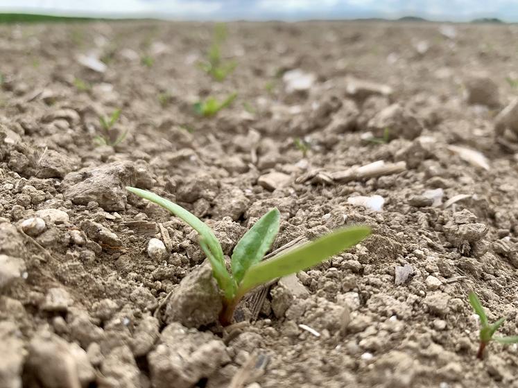 La moitié des semis de betteraves a été réalisée entre le 15 et le 20 mars dans la Somme. 