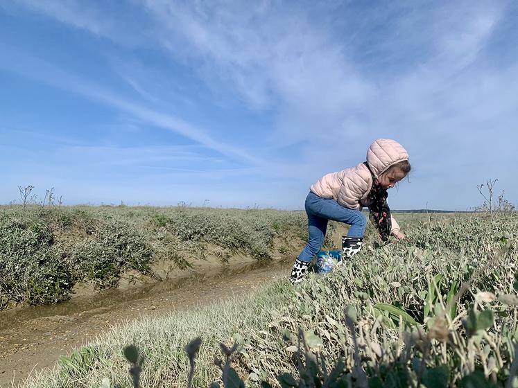 L’obione, ou chips de mer, se cueille feuille par feuille. 