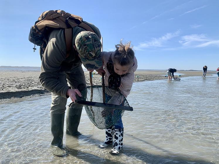Le crevettes grises sont encore petites pour la saison. 