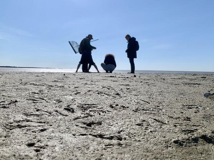 On repère la présence de palourdes par ces trous entourés d’une forme d’étoile dans la vase. 
