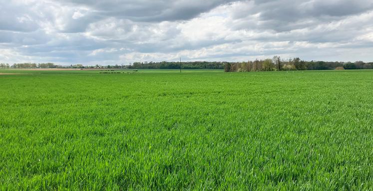 Au 20 avril, les blés sont généralement au stade 2 nœuds, soit environ 2-3 jours de retard par rapport à la médiane des dix dernières années. 