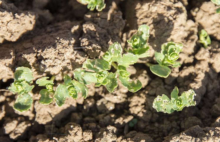 Après la levée, les attaques d’altises se traduisent par des morsures en forme «d’impact de balle» sur les cotylédons et les feuilles. 