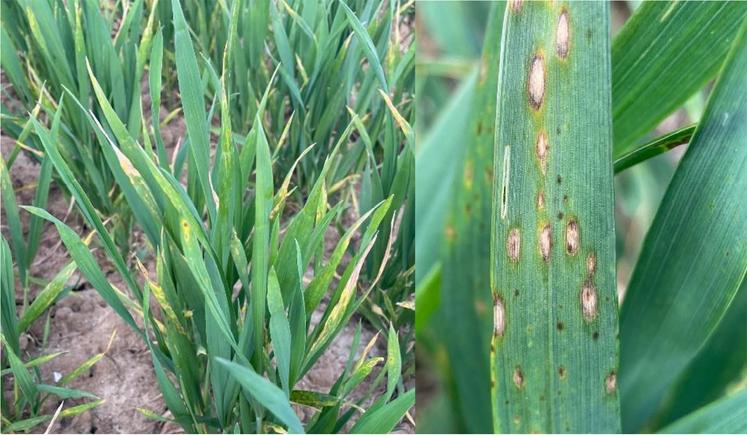 Si le risque maladies est actuellement faible, il faudra évidemment rester vigilant en fonction des conditions météo du reste  de la montaison. 