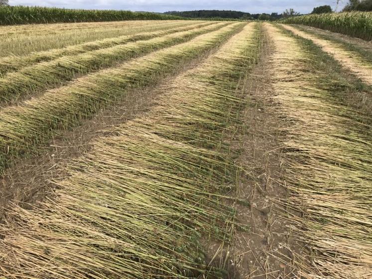 chanvre fibres textile Italie