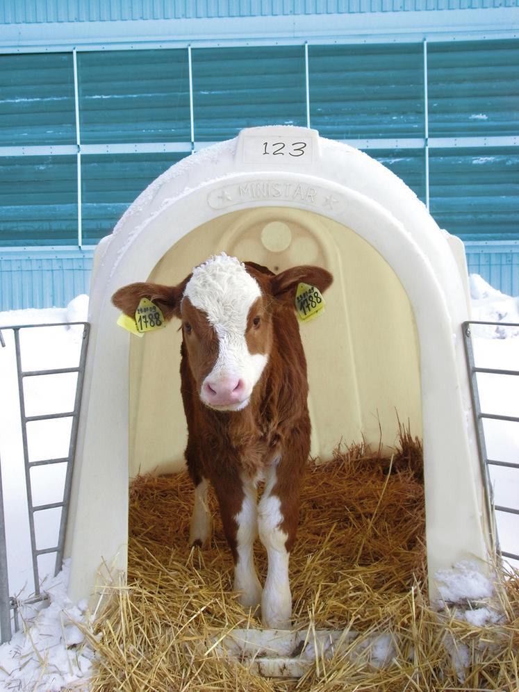 Moins de vaches, moins de veaux, ce qui entraîne mathématiquement une tension sur le marché.