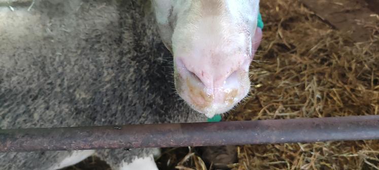 FCO indemnisation Feader