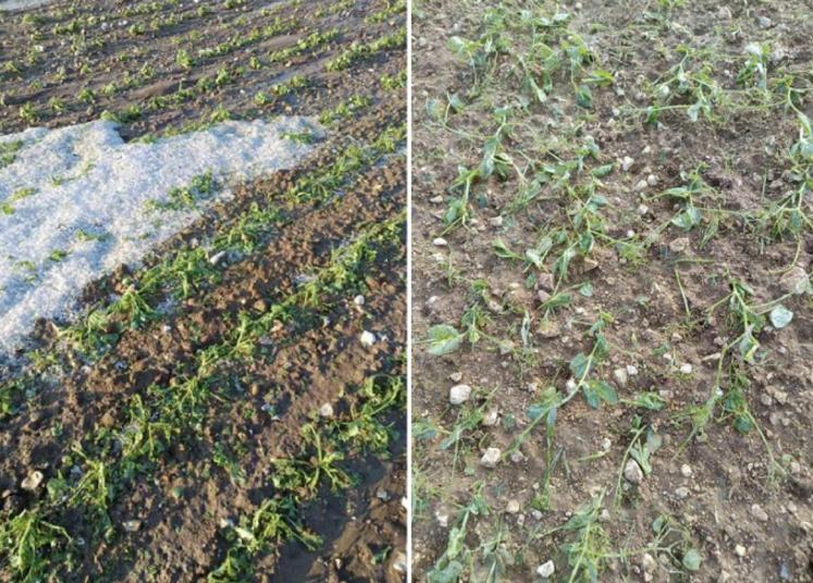 Une réunion d'information a été organisée le lundi 19 mai par la FDSEA de la Somme, en présence des compétences de la Chambre départementale d’agriculture de la DDTM et de Groupama, pour aider les agriculteurs touchés par les intempéries.