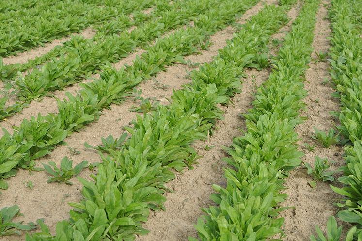Pour le groupe Avril, le marché de la caméline est balisé, et la valorisation  identifiée. 