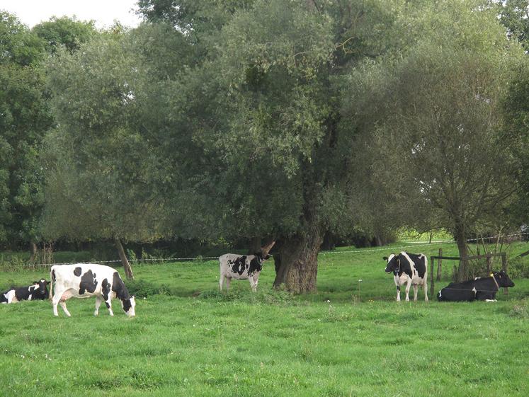 En lait, la conduite à tenir reste la même que la semaine dernière.