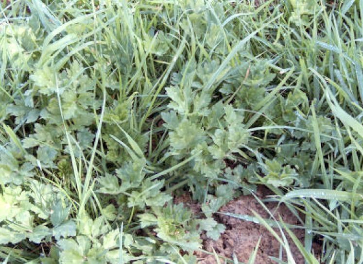 La renoncule rampante.