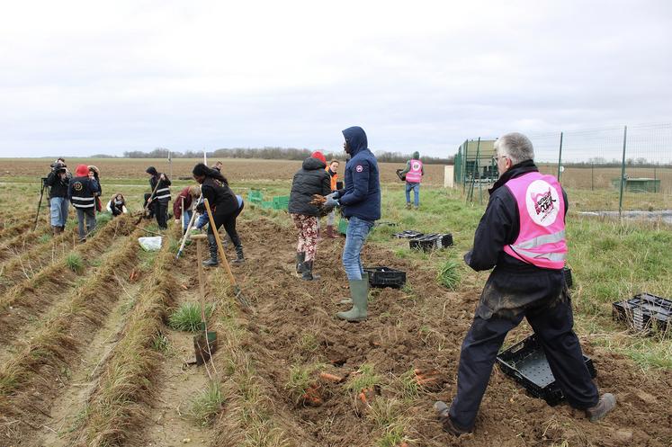 Parmi les actions de Solaal Hauts-de-France, cinquante-trois glanages solidaires ont été réalisés en 2024. 