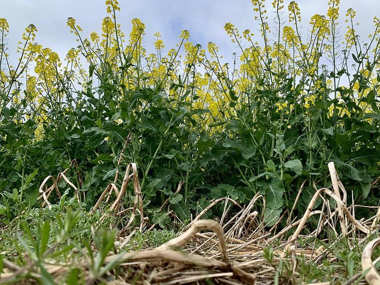 La rotation blé-colza-blé serait la plus facile pour débuter en ACS. 