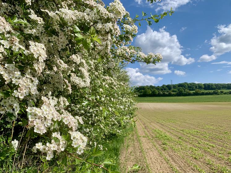 1 550 km de haies disparaîtraient encore chaque année en région. Pour endiguer le phénomène,  le Réseau haies Hauts-de-France veut restaurer 56 000 km de haies d’ici 2030 et en implanter 4 700 km. 