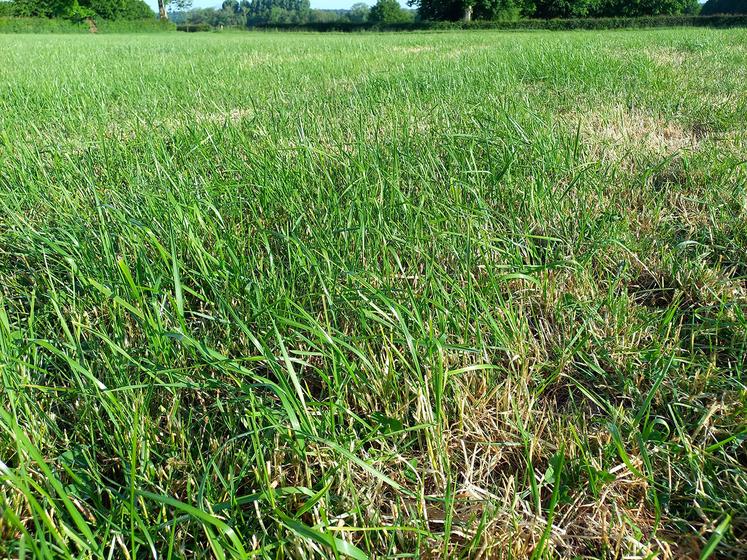 Avec ces conditions climatiques limitantes, il faut absolument respecter une hauteur de coupe de 6 à 7 cm afin de favoriser  de bonnes repousses.