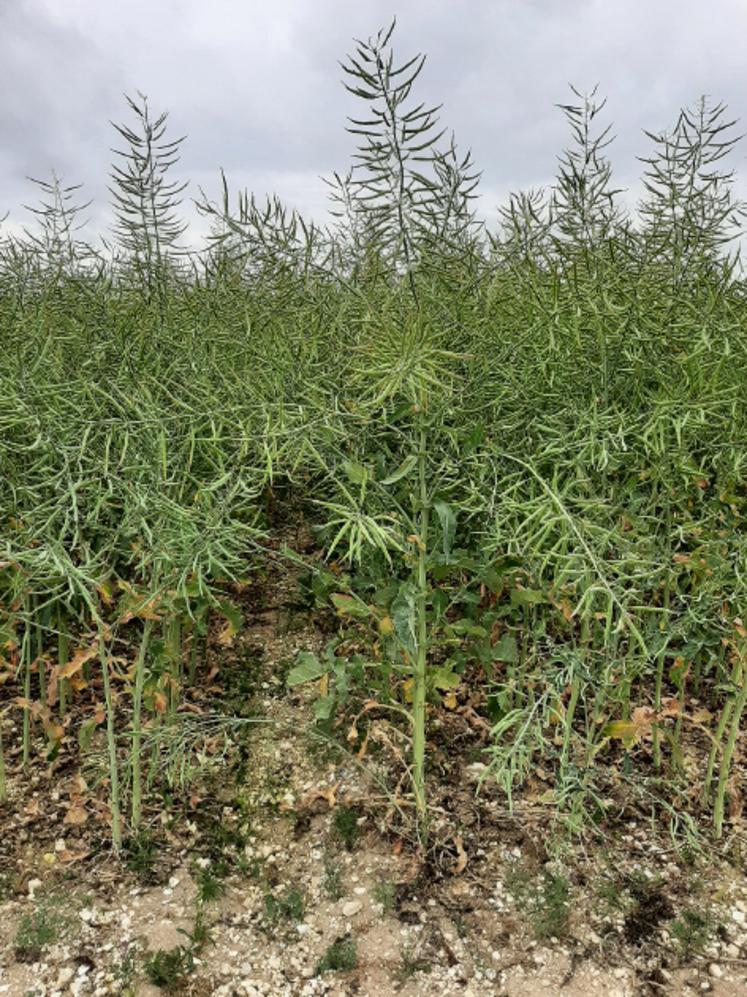 Amélioration variétale des colzas et respect des bonnes pratiques en matière d’implantation visent à sécuriser le rendement du colza, y compris dans des terres crayeuses. 